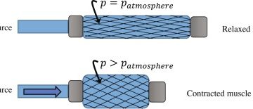 Pneumatic Artificial Muscles